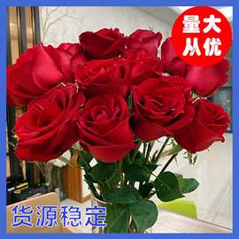 【精品卡罗拉】云南昆明玫瑰花鲜切花基地批发红玫瑰鲜花直批