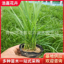 ��β�� ������β�� �^�p�� �ͺ��͝� ɽ�|�G����ݻ�������β��