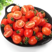 小西红柿现摘圣女果新鲜蔬菜小番茄非千禧小柿子水果量大从优包邮