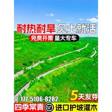 护坡固土灌木草籽紫穗槐种子刺槐工程绿化边坡复绿高速草种籽