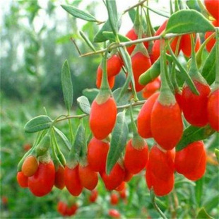 �t��轘����Ϸ������ļ��Nֲ����Ե��Ժ�����箔��Y��������m