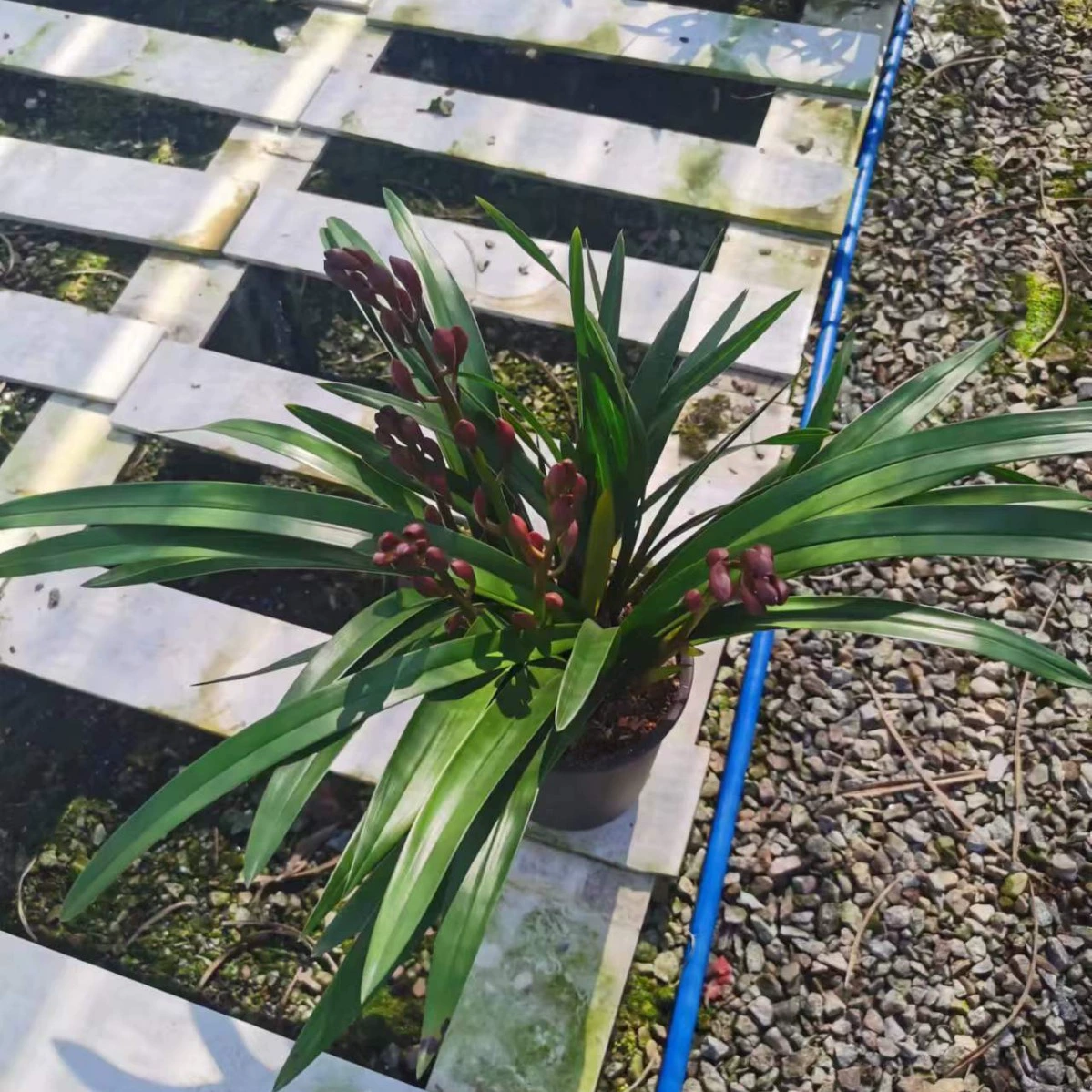 Орхидея фаленопсис рубиново-красная, крупноквашечная, комнатное растение в горшке, с ароматными бутонами.