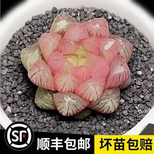 New Super Cute Jade Dew Succulent Indoor Potted Succulent Plants Rare Succulent Plant Varieties
