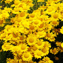 SlջN SշNӶ޸ ܾ^GݷN