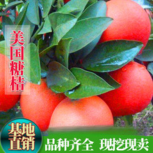 �����ǽ������o�t������ �۽������������ǽ۸��٘��� ɰ���٘���