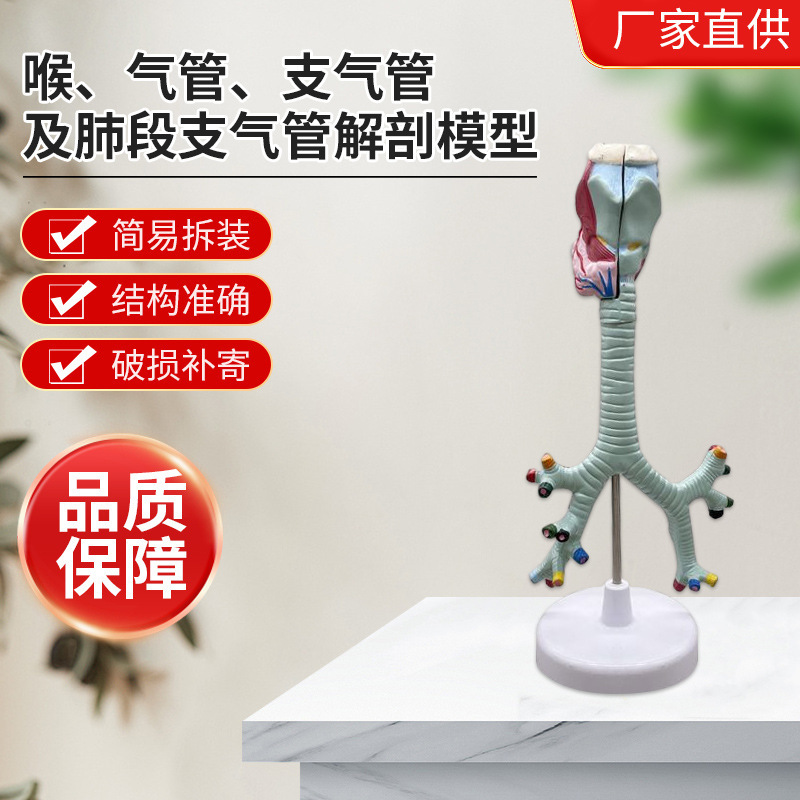 Manufacturer supply ZM1080-2 laryngeal, tracheal, bronchial and pulmonary segment Bronchial anatomy model human body model