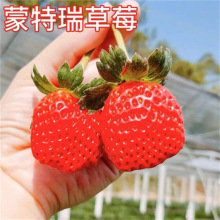 四季奶油大草莓种丹东99水果蔬菜盆栽花种孑室内外阳台易结果