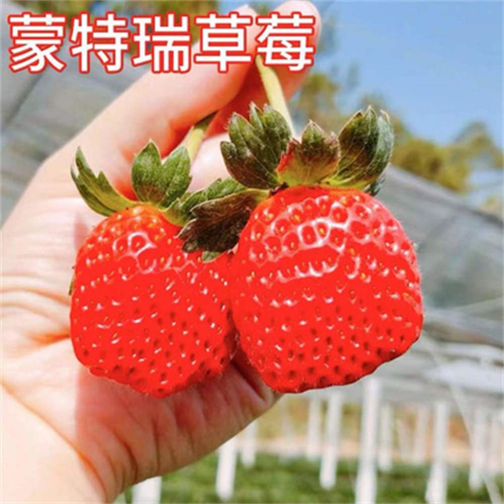 四季奶油大草莓种丹东99水果蔬菜盆栽花种孑室内外阳台易结果