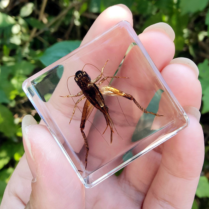 낙타 귀뚜라미 (cricket. 촉진