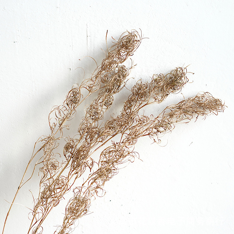 【巻糸草】文芸輸入枝材葉材永生花手作りdiyドライ花材バッグ撮影道具生け花|undefined