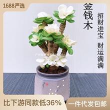 桌面盆栽金钱木老桩多肉植物室内绿植花卉客厅懒人好养盆景亚马逊