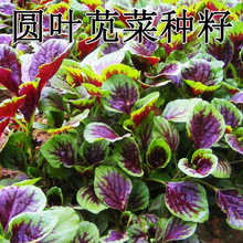 一件代发汉菜满身红圆叶苋菜种子白青叶籽种四季孑春秋季农家阳台
