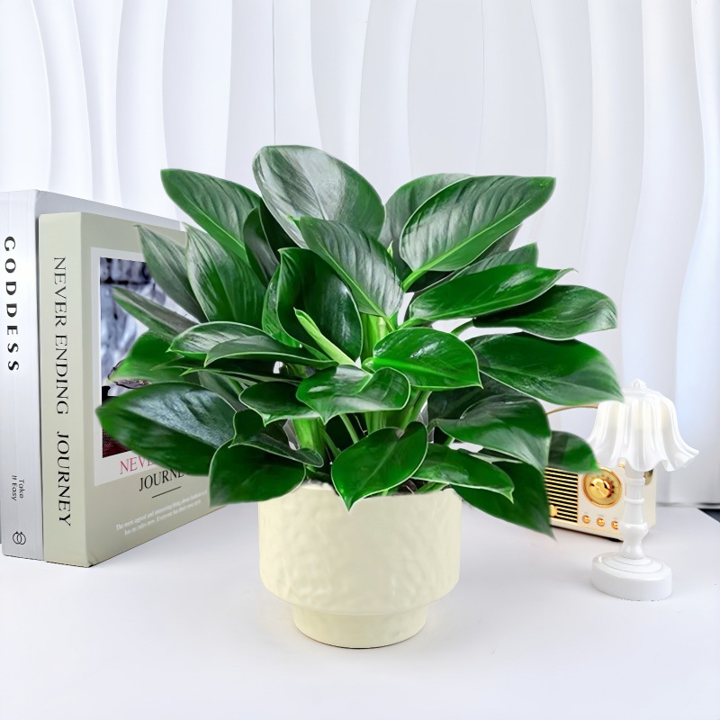 치즈치즈 세라믹 화분 + [골드다이아몬드 3개] 심고 배송