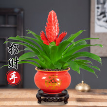 招财手鸿运当头盆栽植物花卉玉扇室内好养客厅四季开花大盆办公室