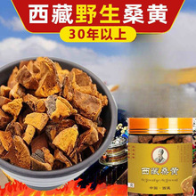 西藏野生桑黄30年西藏桑树桑树桑黄野生纯天然金边桑黄灵芝桑黄