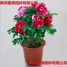 ذĵNșNӻ Իֲ ̨ͥԺͺͺ