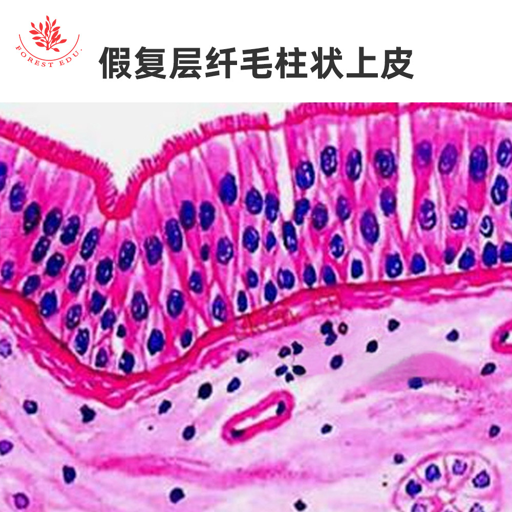 上皮组织生理标本玻片清晰HE染色医学科学正常人体显微结构学切片