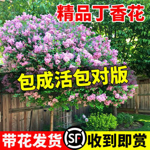 �W���϶��㻨�������Ԏ���������ͥԺ�����ͺ�����ļ������ͻ���