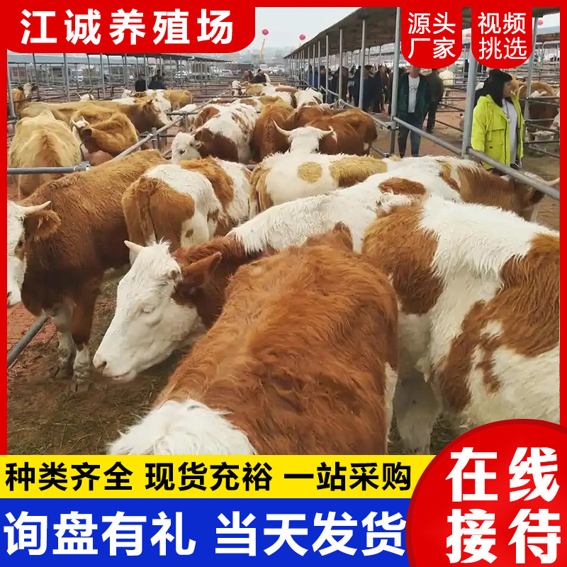 养殖场出售鲁西黄牛 西门塔尔牛小牛犊批发价格 人工养殖改良黄牛