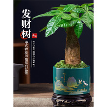 发财树小盆栽室内植物水培客厅桌面摆件新款花卉绿植盆景好养易活