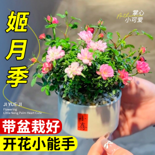 ���¼��ձ�����Ů��΢�Nޱ�����辰�̨�����ļ����B���Ի������l