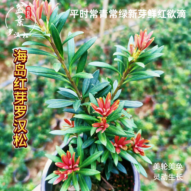 海岛红芽君子兰绿植太子妃罗汉松月季吊兰花卉盆景植物桃红圆叶