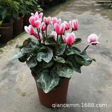 ɿ́҃ԾGֲ lɿ́ ɫ^ֲ