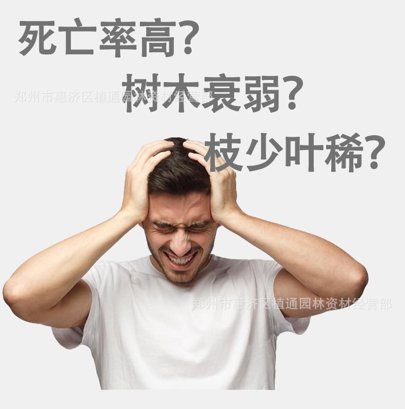 D-_9月份_9月17日树挪活树干吊针液_详情_04