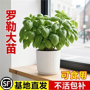 �_�����Կ�ʳ�ô��~��ݾŌ������҃���þGֲ�ﱡ���Ե������K