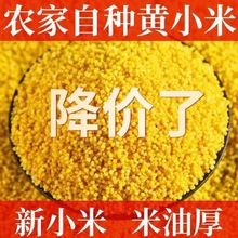 【黄小米2500g】汾州御品黄小米山西孕妇杂粮月子粥好吃山西小米