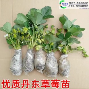 Strawberry Seedlings Potted with Soil Dandong Cream Sweet Treasure Zhangji Jiu Xiang Strawberry Seedlings All Year Round Southern and Northern Seeds
