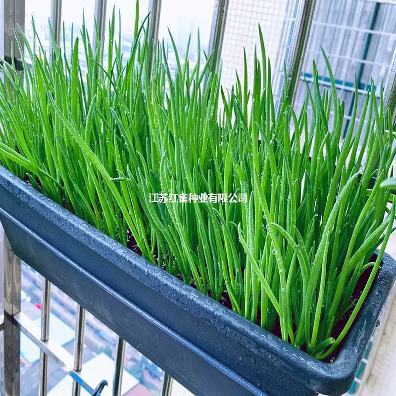 Четыре сезона Маленькие семена лука Семена валлийского лука Чжанцю Большой лук Семейные семена овощных культур Посадка на балконе