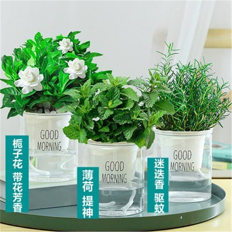 [시즌핫세일] 민트 + 치자나무 + 로즈마리(굿모닝 세면대) + 영양액