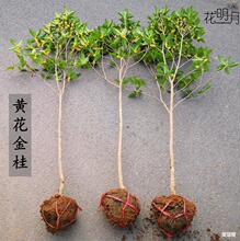 ��𻨴�����Ϙ����㻨�ܳ���ԭ���ߗU�ļ������҃�����ͥԺ����