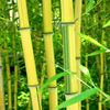 Green seedlings, bamboo seedlings courtyard green landscape bamboo seedling wall plant purple bamboo courtyard bamboo seedlings four seasons evergreen