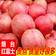 山東煙台紅富士棲霞蘋果水果吃的新鮮現摘脆甜一級當季整箱批發批發
