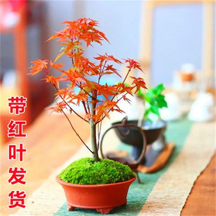 �ձ��t�� �辰�ļ��t������ �t�輧�޽�΢�͘䘶���Ԏ��t�~�Ӱl؛