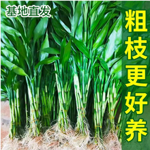 富贵竹水培植物观音竹室内水养发财树带根客厅绿植花卉绿萝萝盆栽