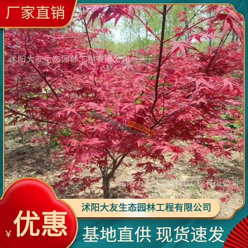 База оптом собственного производства рассада японского Красного клена Живописный пейзаж дорога сад инженерия Зеленые саженцы