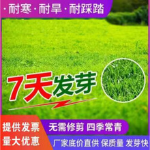 草坪种子护坡绿化草籽四季常青种籽耐寒高羊茅狗牙根黑麦草白三叶