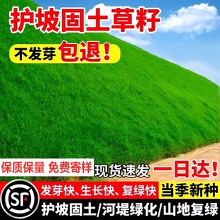 Drought-Resistant Slope Protection, Soil-Fixing Grass Seeds, Bermudagrass Slope Greening, Waterproof Soil Erosion, High Fescue, Four-Season Green Lawn Seeds