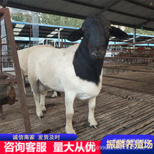 白头杜泊绵羊羔 黑头杜泊绵羊多少一只 怀孕母羊