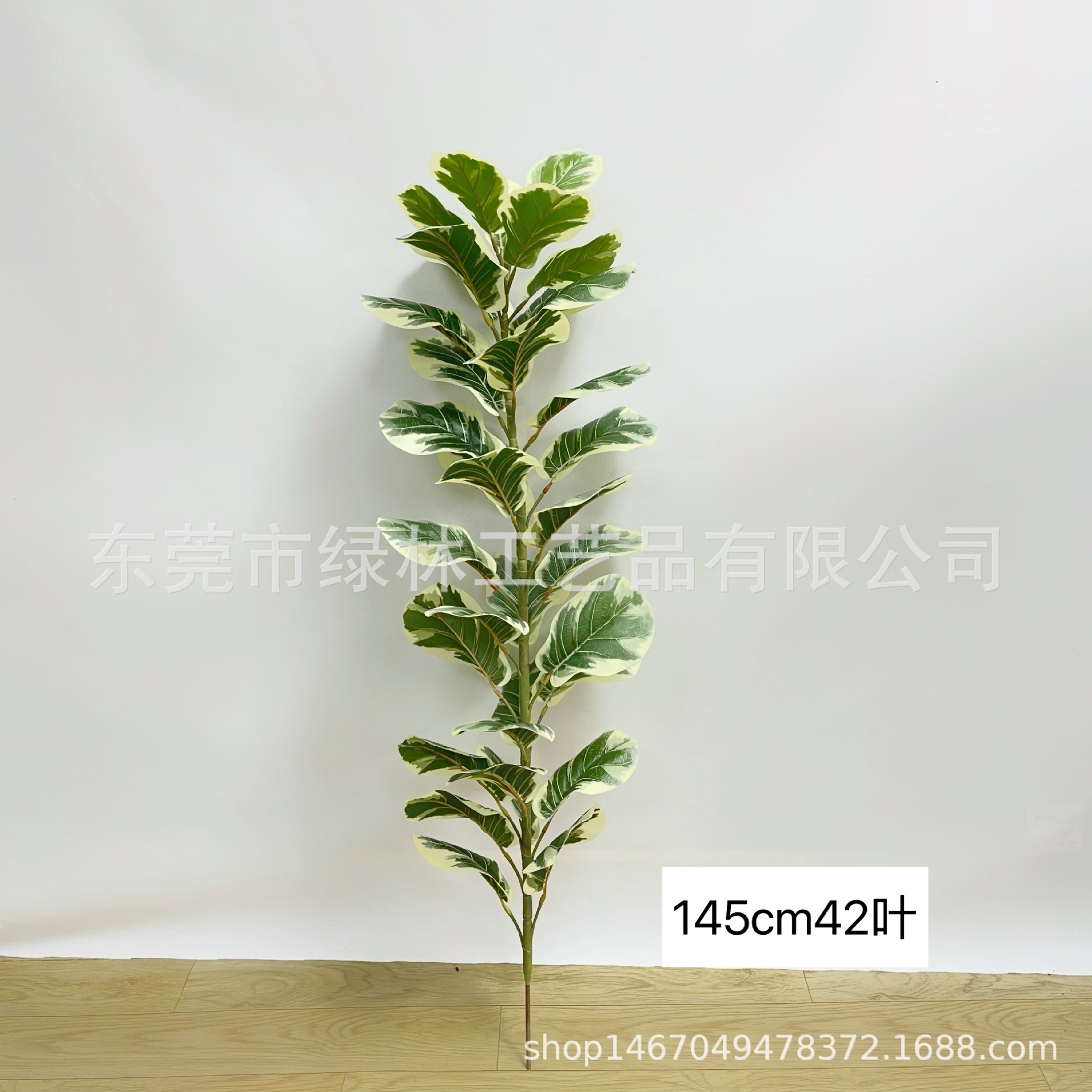 흰색 가장자리 145cm42 잎