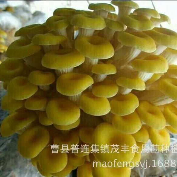 榆黄菇菌包食用菌 菌棒平菇菌包大量出售品种 优惠蘑菇菌袋可预定