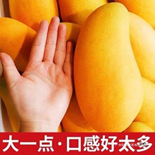 海南三亚金煌芒果水仙芒水果新鲜当季3/5/10斤装批发甜心芒高乐芒