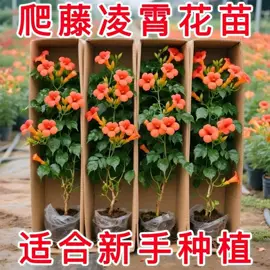 盆栽;种子;园林果树