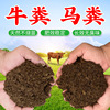 cow dung Horse dung fermentation Maturity Farm Manure Gardening Vegetables Improve Soil Potted plant currency Organic fertilizers