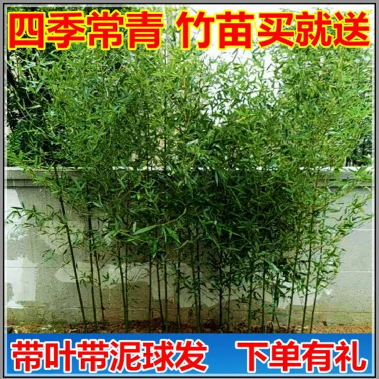Бамбуковый саженец двор север морозостойкие бамбуковые растения вечнозеленые всесезонные озеленение золотой бамбук зеленый бамбук рассада фиолетовый бамбуковый горшок для рассады