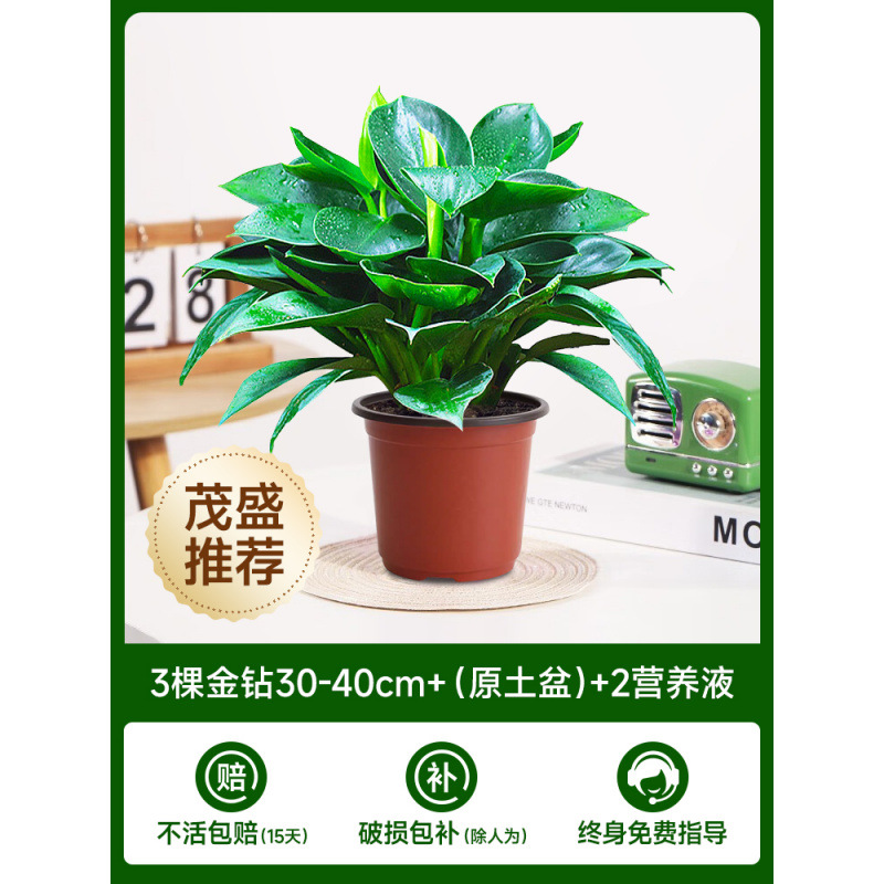 3개의 황금 다이아몬드 30-40cm+ (오리지널 흙 냄비) + 영양액 2개 [마오성 추천]