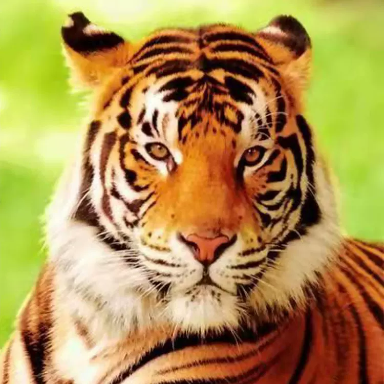 外贸沙滩巾吸水浴巾3D真图批发定制运动健身快干工厂直供沙滩巾